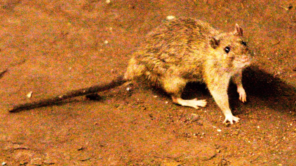 3 people killed in suspected outbreak of rare hantavirus on a cruise ship in the Atlantic Ocean