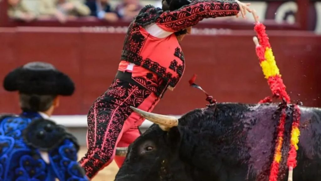 After spinning the matador in the air, the man was seriously injured by hitting his horn in the thigh.