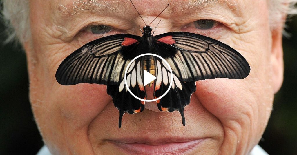 David Attenborough celebrates his 100th birthday