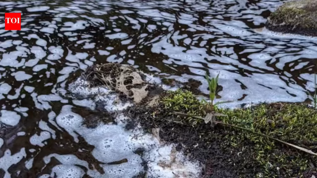 Fish and birds die in environmental disaster due to river pollution in Moree