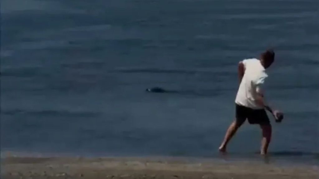 Foolish tourist bragged 'I don't care, I'm rich' after being caught throwing rocks at an endangered seal and was fined £30k.