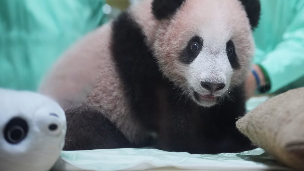 Indonesia's first giant panda cub, Rio, is growing and healthy ahead of his public debut