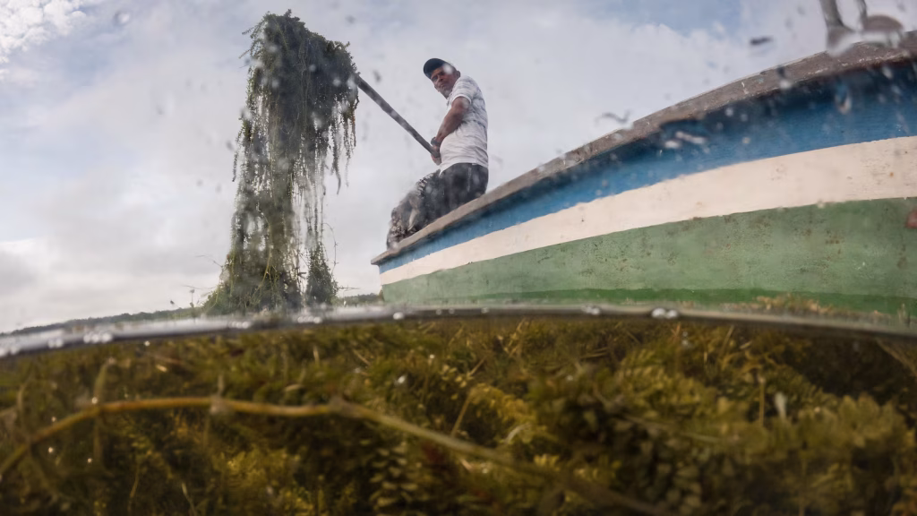 Invasive plant threatens livelihoods in Colombia's largest coastal wetland