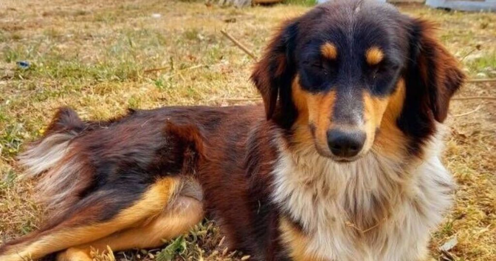 Rescue dog wants a loving home despite heartbreaking habit