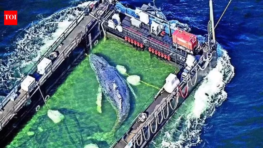 Stranded whale 'Timmy' rescued, returned to North Sea