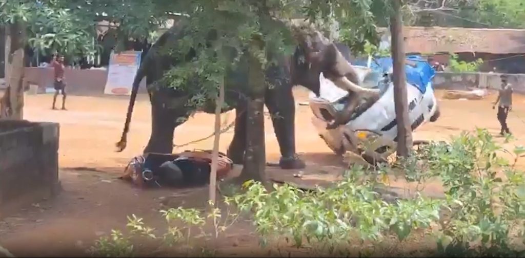 The horrifying moment a huge elephant killed a 40-year-old man after breaking free from its chains.