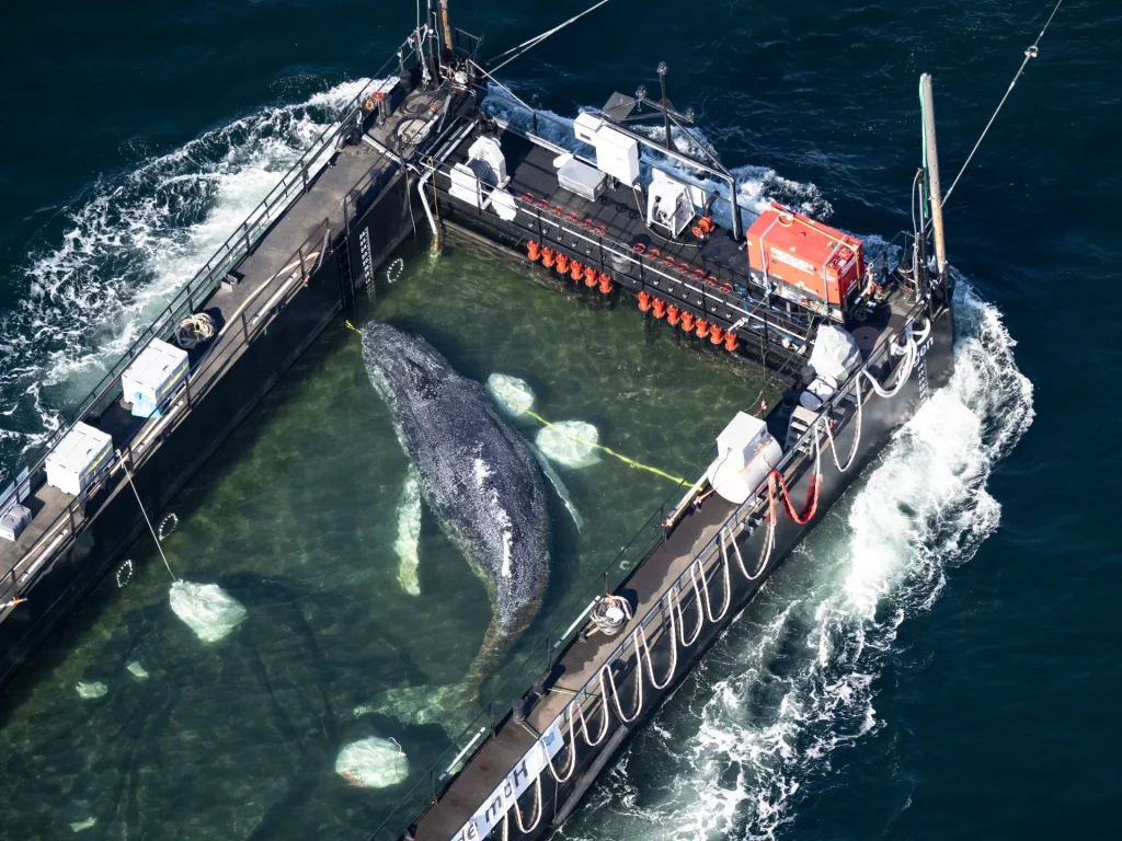 Timmy the humpback whale escapes to the North Sea. news