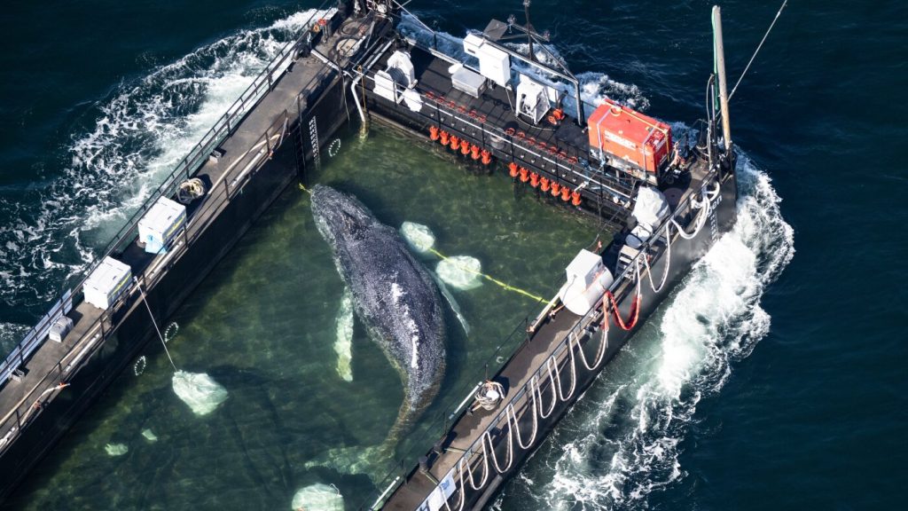 Timmy the humpback whale found dead on Danish coast: NPR