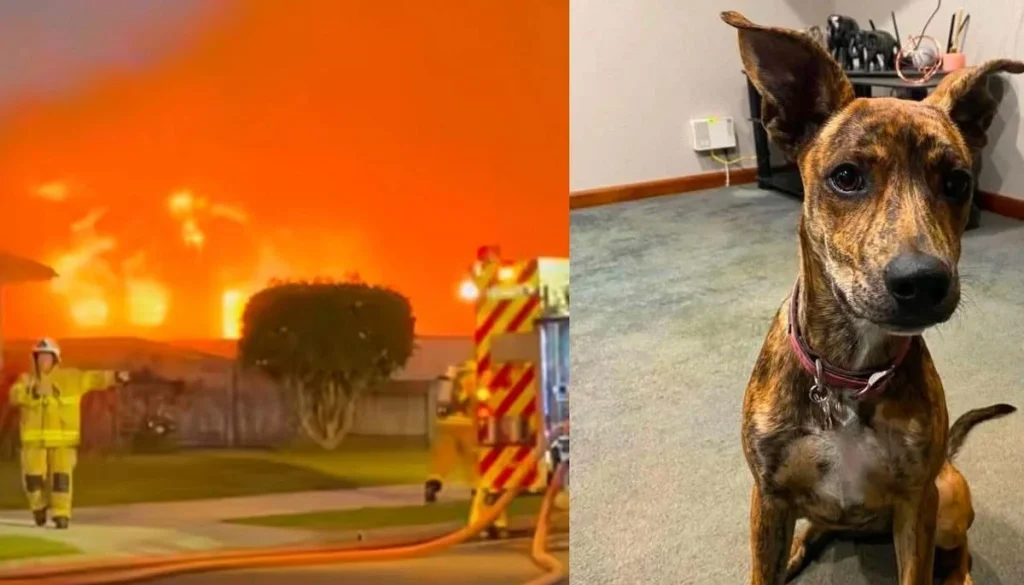Two dogs survive massive fire that destroys family business
