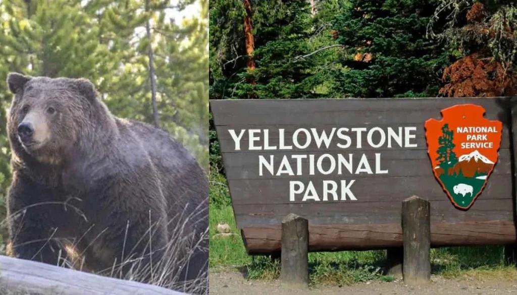 US lawmaker reacts to rare Yellowstone bear attack