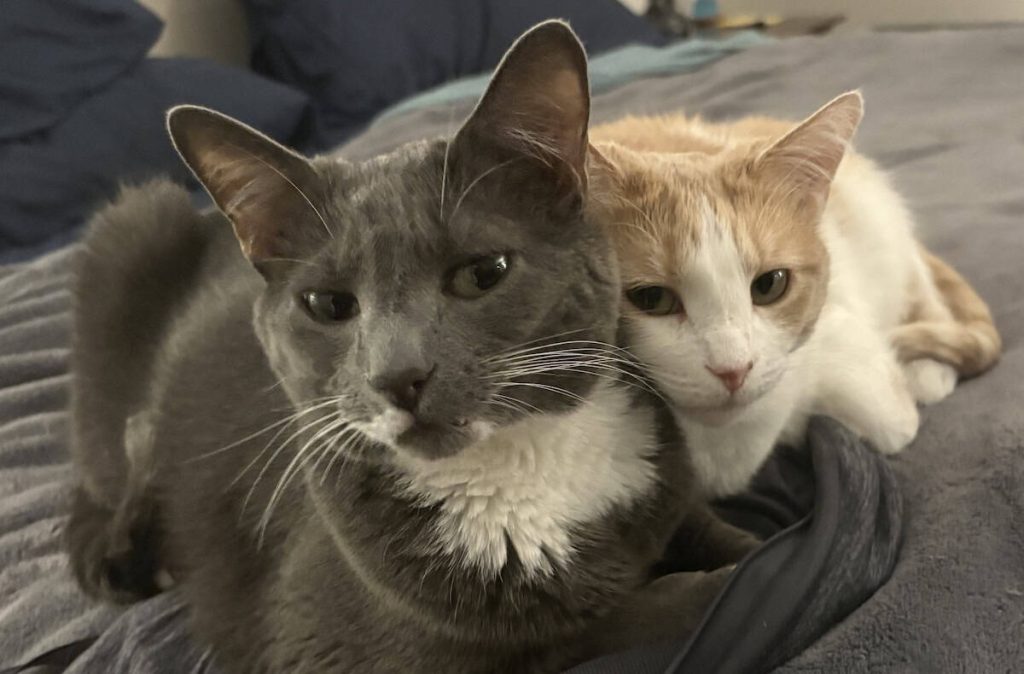 Weekend Open Thread - 30-31 May 2026