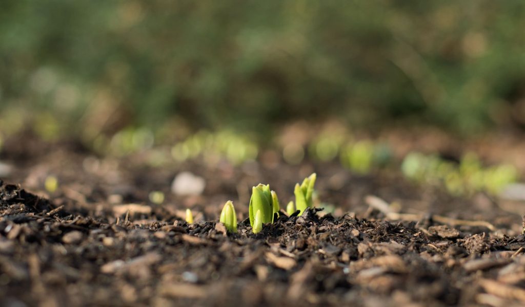 good soil in god